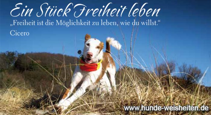 Mein „HippieHund“ ist im Himmel!